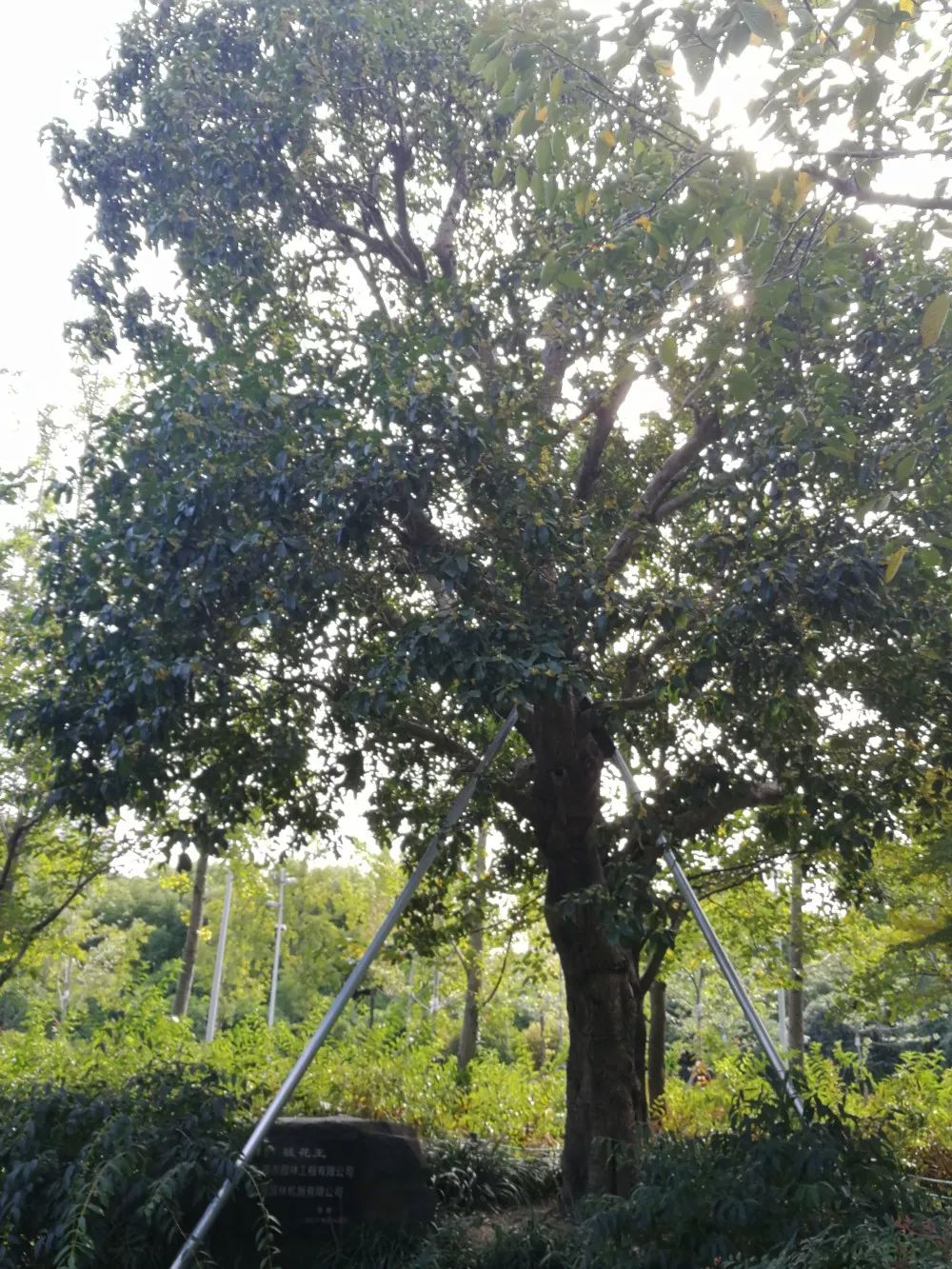上海赏桂花好去处,江浙沪赏桂哪里去