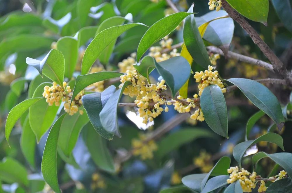 上海赏桂花好去处,江浙沪赏桂哪里去