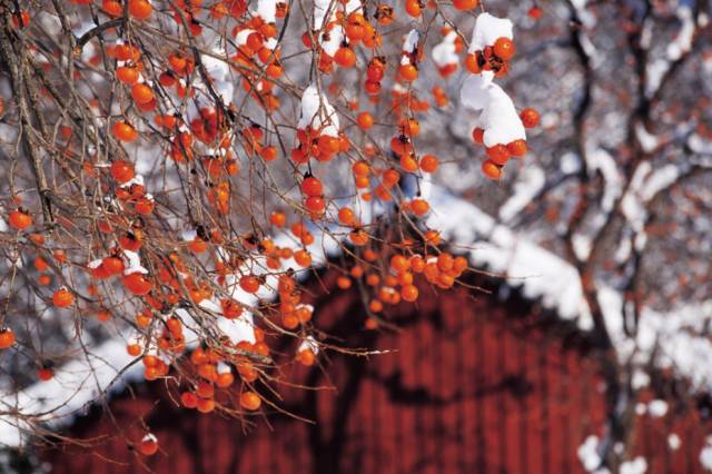 刚刚好！陇南的柿子红了，“柿”不可挡~