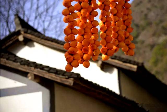 刚刚好！陇南的柿子红了，“柿”不可挡~