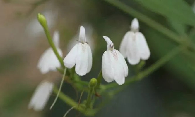 cos洁面好物推荐,日本cosme洗脸皂