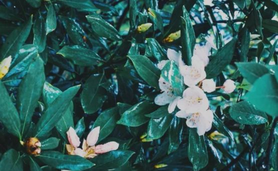 一周全国景区网络评价报告,三清山旅游评价