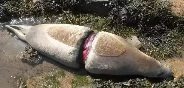 星巴克吸管缺点,星巴克吸管降解能用多少年