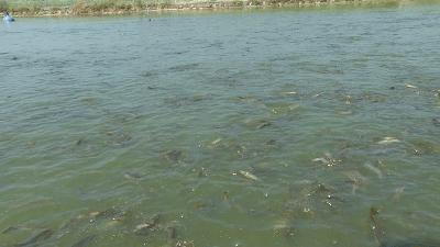 台湾泥鳅养殖成本利润,养殖台湾泥鳅能赚钱吗