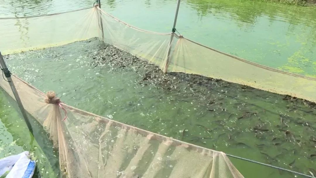 台湾泥鳅养殖成本利润,养殖台湾泥鳅能赚钱吗