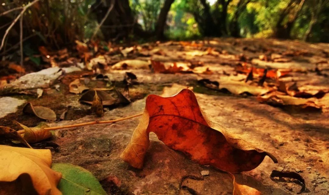 入秋喉咙口干发痰该吃什么,口鼻眼干舌燥用什么中成药好