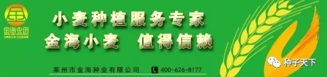 玉米种子农科系列,玉米种子农业