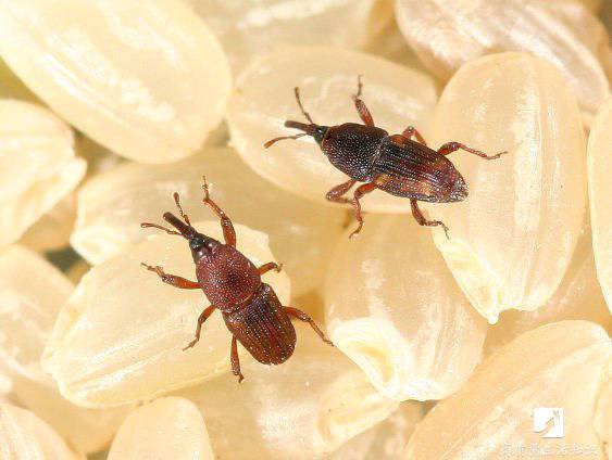 大米生虫子怎么快速驱虫妙招,大米生虫子怎么快速驱虫