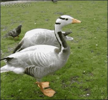 羽毛球是用什么毛来做的,羽毛球一般是什么羽毛做的