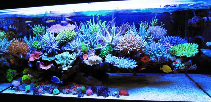 水族箱怎么增加酸度,海水鱼缸怎么配水