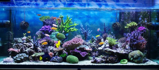 水族箱怎么增加酸度,海水鱼缸怎么配水