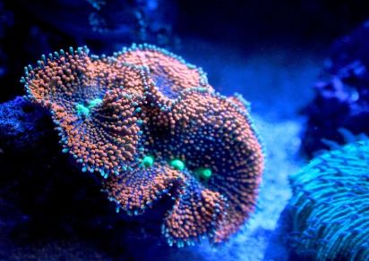 水族箱怎么增加酸度,海水鱼缸怎么配水