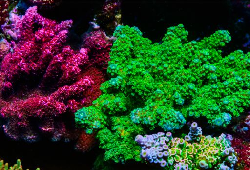 水族箱怎么增加酸度,海水鱼缸怎么配水