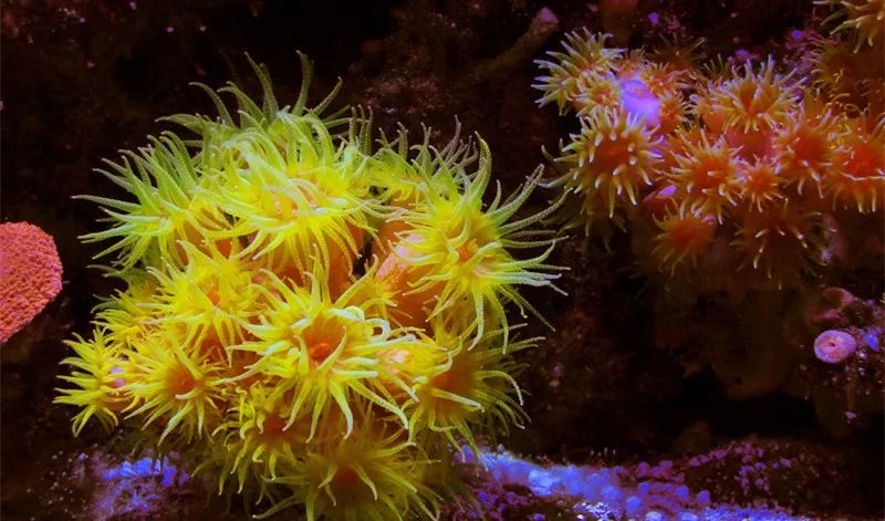 水族箱怎么增加酸度,海水鱼缸怎么配水