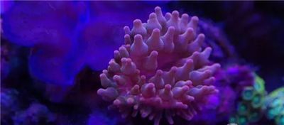 水族箱怎么增加酸度,海水鱼缸怎么配水