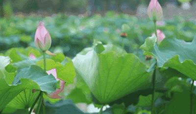 粉嫩暴击!建德这个地方会飘“仙气”,看一眼就醉!