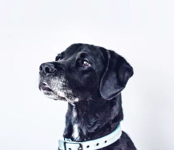 北京狗打狂犬疫苗在哪里打免费,社区犬类疫苗免费接种