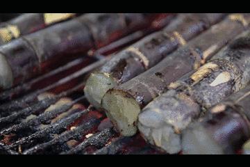 活久见|砂糖曾一度被当做神药,历史地位这么高!