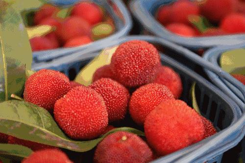 为什么每颗杨梅都有小虫子能吃吗,所有的杨梅泡出来都有虫子吗