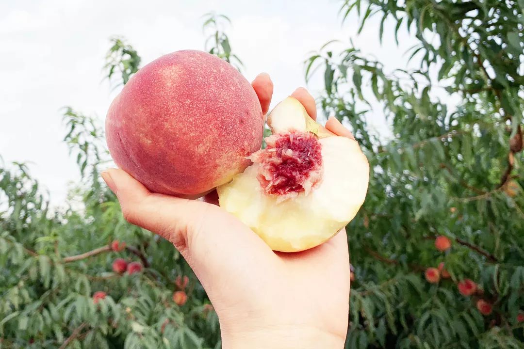 金秋红蜜桃打破吉尼斯世界纪录,金秋红蜜吉尼斯世界纪录