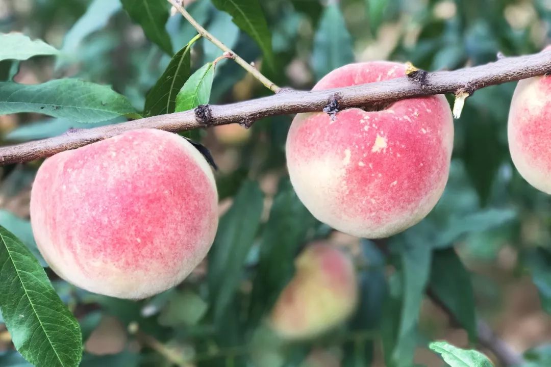金秋红蜜桃打破吉尼斯世界纪录,金秋红蜜吉尼斯世界纪录