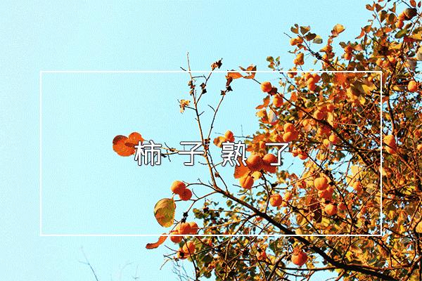 1036有礼啦！花开两岸，柿柿如意——10月20号自驾游报名啦！