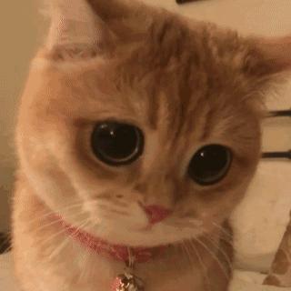 你代购吗？人肉代购回国开箱震惊所有人