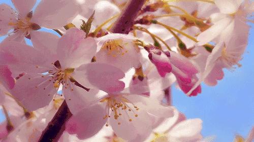 2020春季赏花指南，中国春色，满血复活