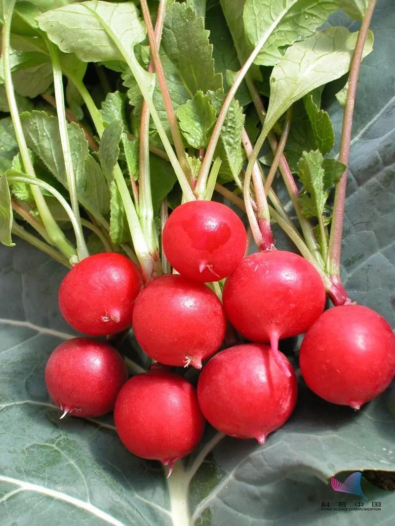 什么叫微型迷你蔬菜 (十大迷你蔬菜排行榜)