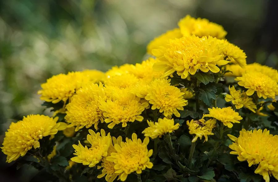 菊花为什么被称为长寿之花,适合观赏的菊花