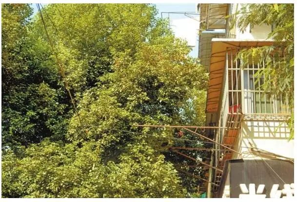 「3838110」华兴街香樟树繁茂挡光,可以修剪吗?