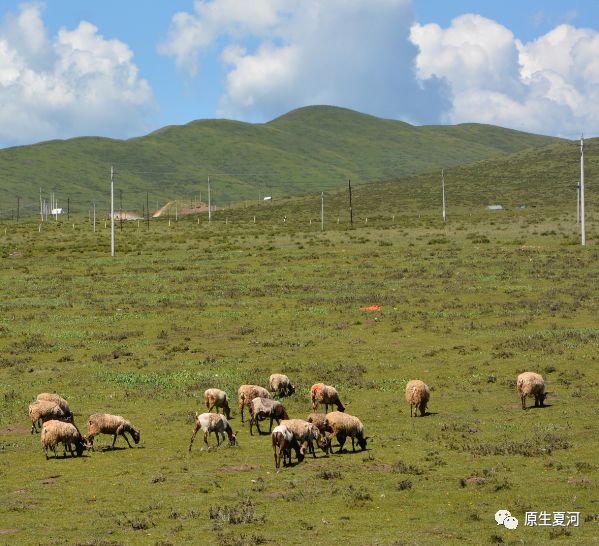 甘加藏羊哪个品种最好,藏羊是什么品种