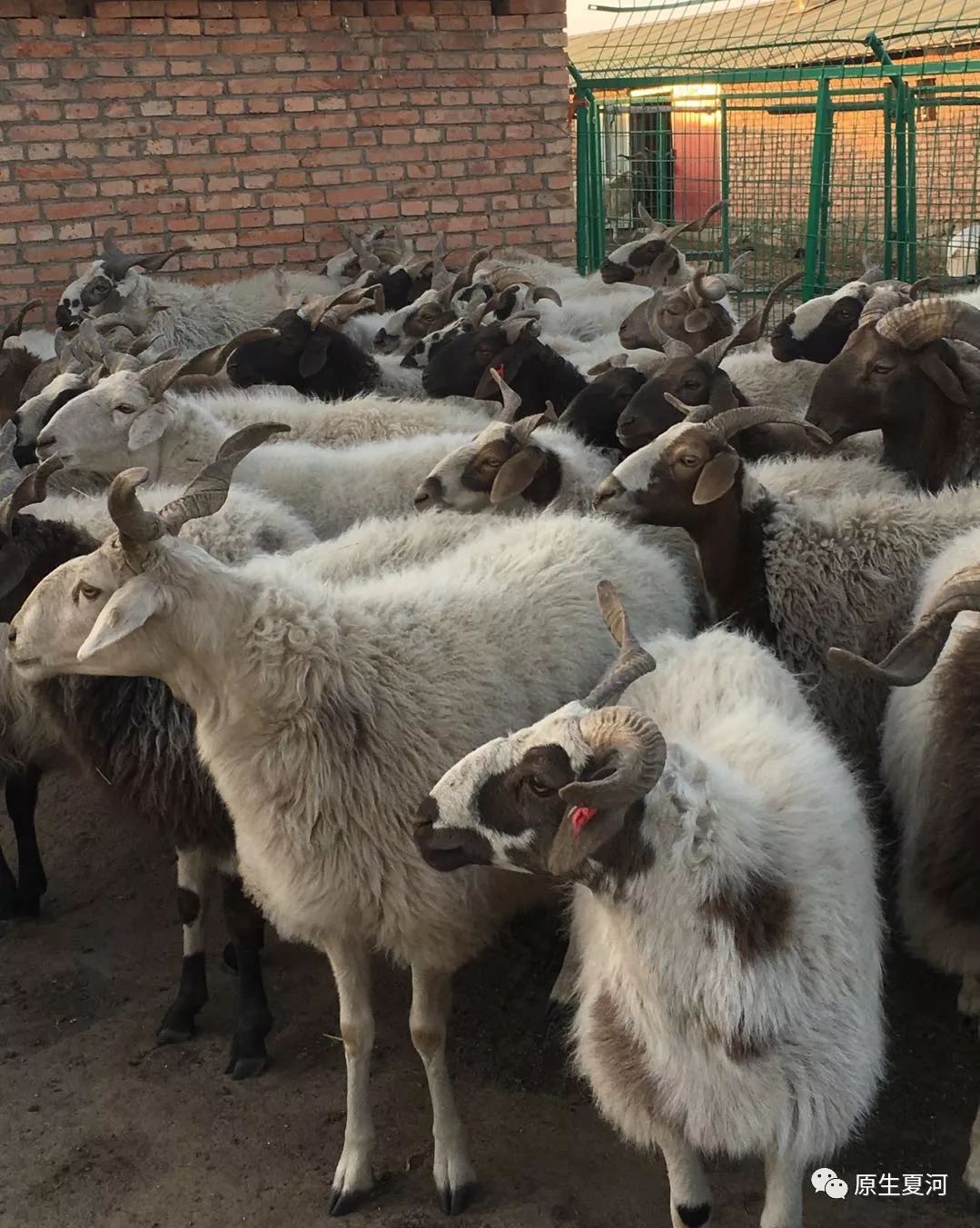 甘加藏羊哪个品种最好,藏羊是什么品种