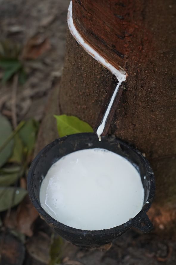 金橡树的波浪乳胶枕泰国原装进口,泰国进口乳胶枕只要99