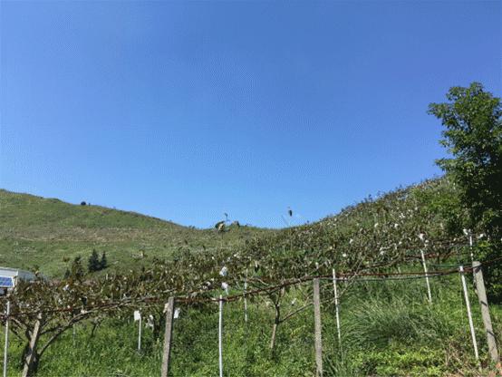 1036有礼啦！花开两岸，柿柿如意——10月20号自驾游报名啦！