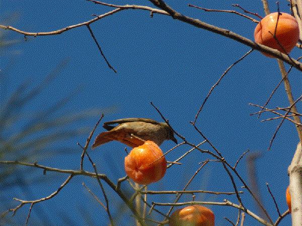 1036有礼啦！花开两岸，柿柿如意——10月20号自驾游报名啦！