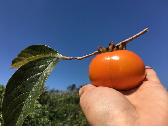 1036有礼啦！花开两岸，柿柿如意——10月20号自驾游报名啦！