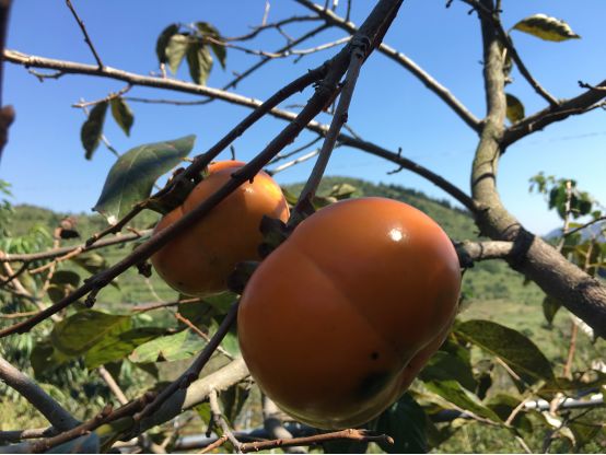 1036有礼啦！花开两岸，柿柿如意——10月20号自驾游报名啦！