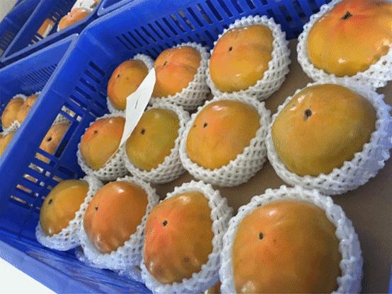 1036有礼啦！花开两岸，柿柿如意——10月20号自驾游报名啦！