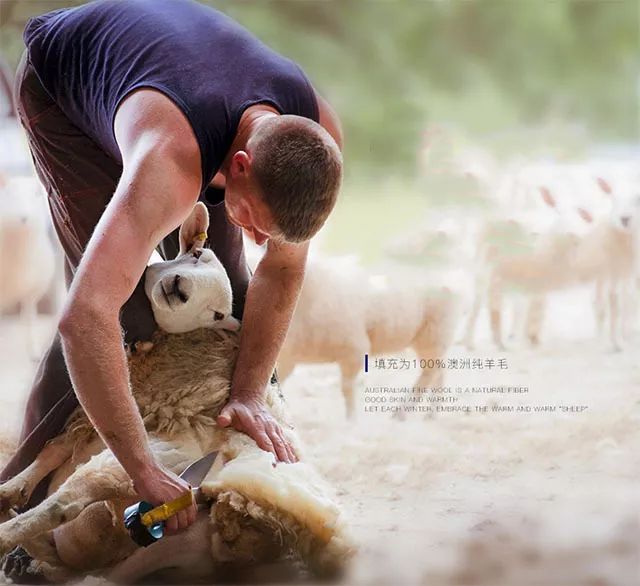 深度睡眠与羊毛被,睡眠质量提升产品