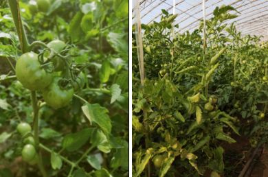 用它一茬多赚近2万:种地老把式再不愁销路,经销商惊叹这产品要火!