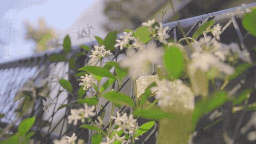 哇家玉溪是个大花园！处处可赏花，步步皆是景！