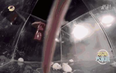 灭火器闹婚喷新娘事件后续报警,闹婚喷灭火器事件