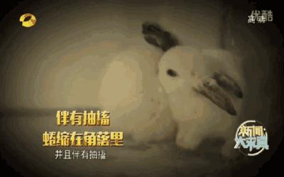 灭火器闹婚喷新娘事件后续报警,闹婚喷灭火器事件