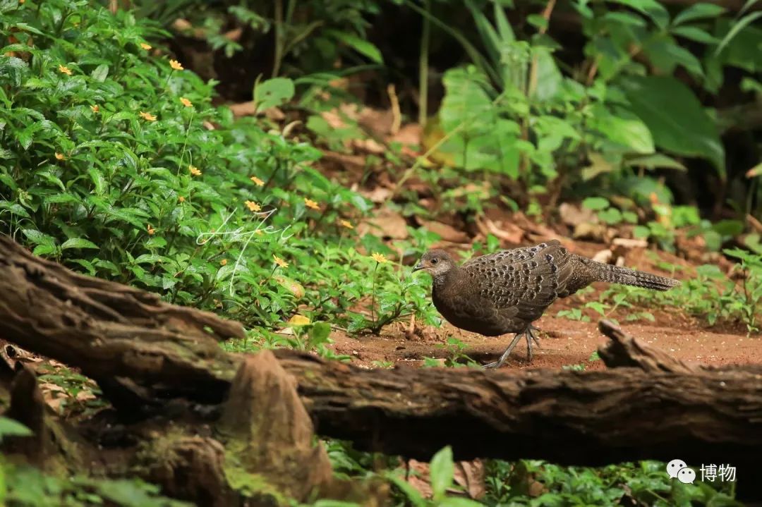 想跟博物一起外出采风?春节我们滇西见