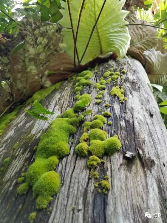 想跟博物一起外出采风?春节我们滇西见