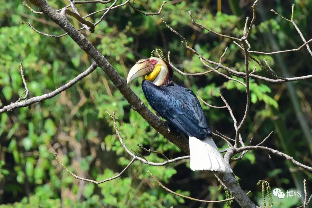 想跟博物一起外出采风?春节我们滇西见