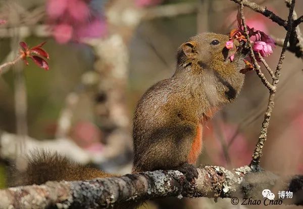 想跟博物一起外出采风?春节我们滇西见
