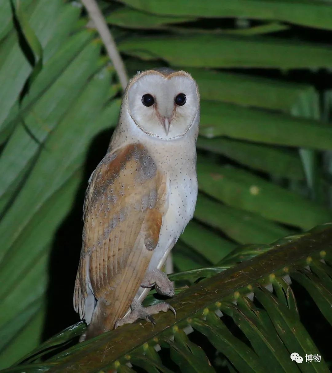 想跟博物一起外出采风?春节我们滇西见