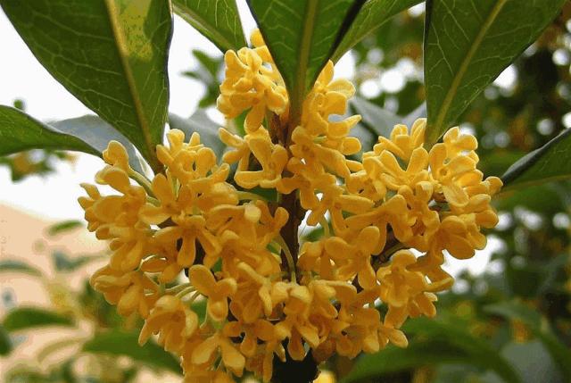 杭州赏桂花好去处,杭州赏桂花最好的地方